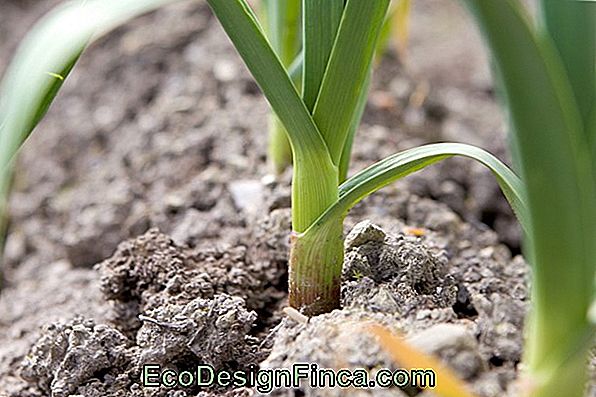How To Plant Garlic (Allium Sativum)