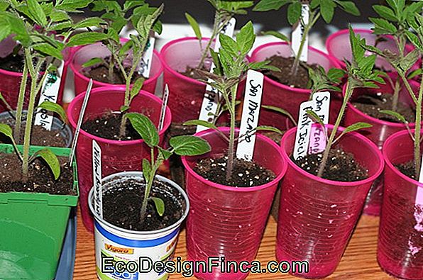 How To Plant With Seeds Purchased And Succeeded