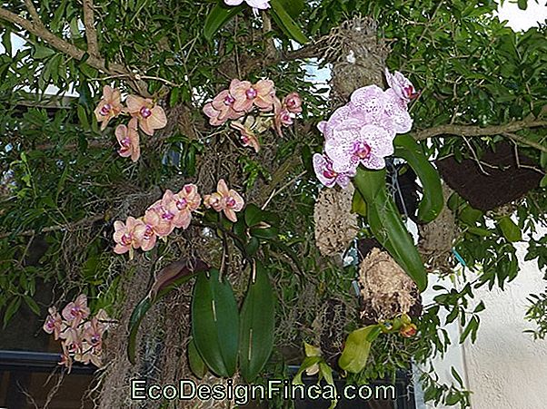 Orchids On Trees