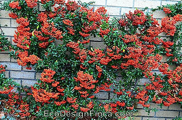 Piracanta (Pyracantha Coccinea)