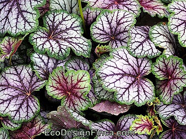 Plants Of Variegated Foliage For Half Shade