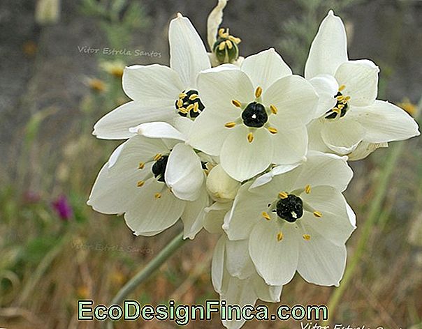 Star-Of-Belém (Ornithogalum Umbellatum)