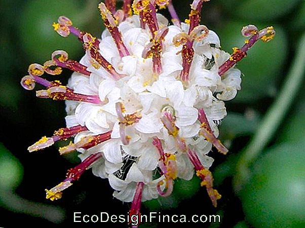 Pearl Necklace (Senecio Rowleyanus)