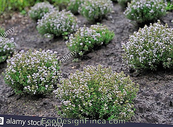 Thyme (Thymus Vulgaris)