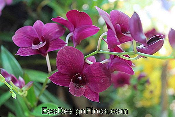 Types Of Orchids