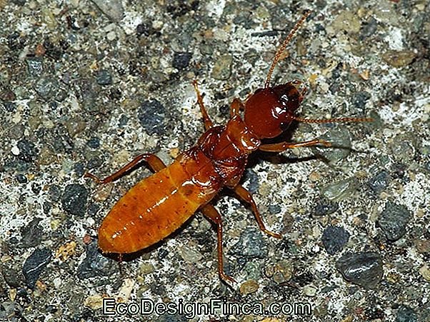 Types Of Termites: Know Them
