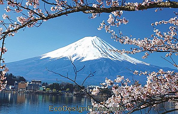 Festival Florido En El Monte Fuji