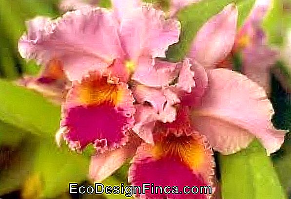 Orquídea-Pomelo: Aroma Y Belleza En El Jardín