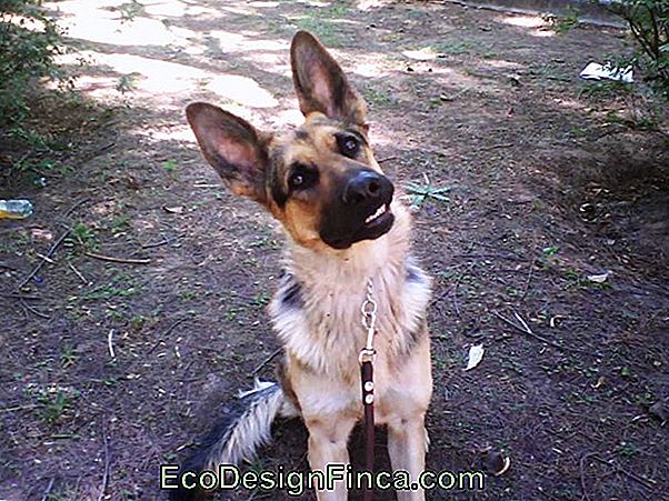 Cómo Enseñar A Su Perro A No Latir 