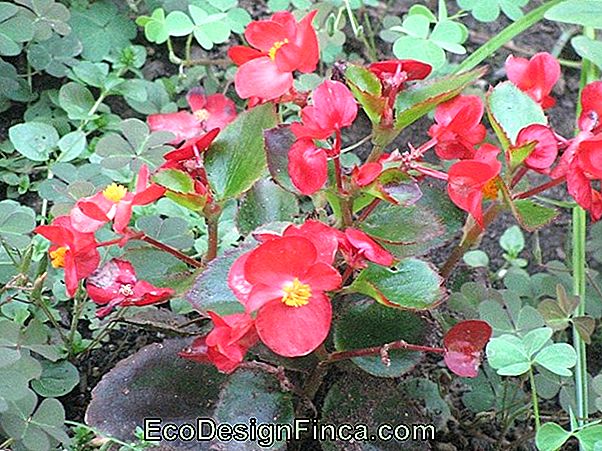 Begonia Siempre-Florida (Begonia Semperflorens)