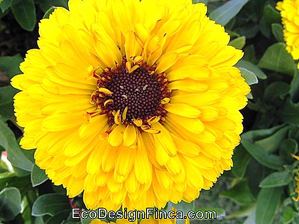 Caléndula O Malmequer (Calendula Officinalis)