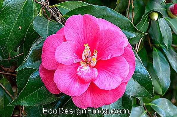 Camélia (Camellia Japonica)