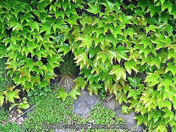 Vite Falsa (Planch Di Parthenocissus Tricuspidata)