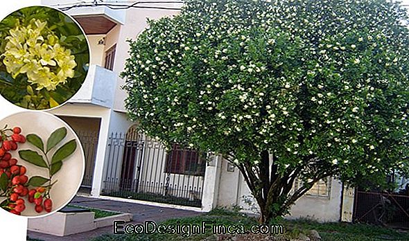 Cómo Plantar El Murta De Olor (Murraya Paniculata)