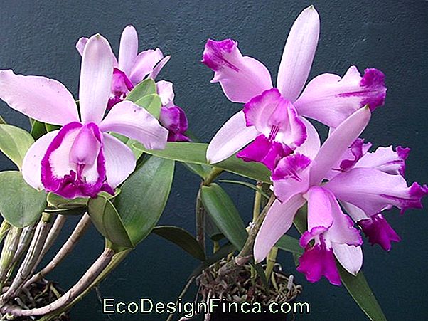 Orquídea Cattleya Intermedia (Cattleya Intermedia)