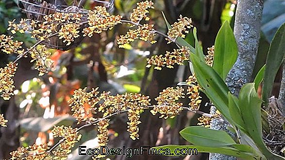 Orquídea Lluvia De Oro (Oncidium)