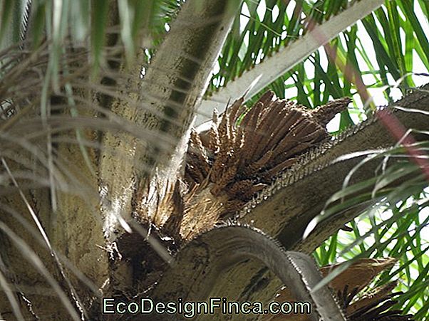 Dendê Palm (Elaeis Guineensis)