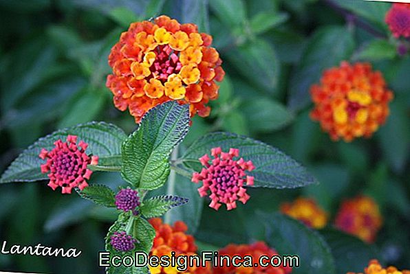 Plantas Que Atraen Beija-Flores Y Mariposas Para El Jardín