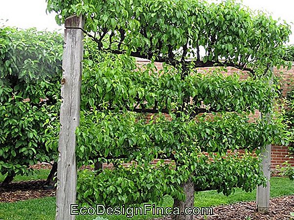 Cultiva Árboles Frutales En Balcones Y Jardines
