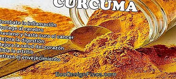 Cúrcuma (Curcuma Larga)