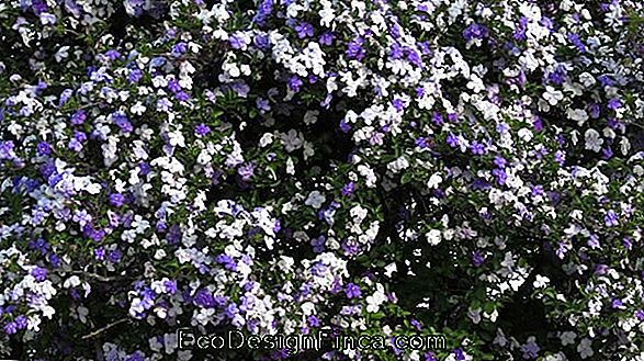 Brunfelsia Uniflora