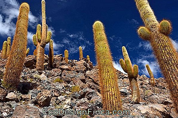 Cactus Nakts Karaliene (Hylocereus Undatus)