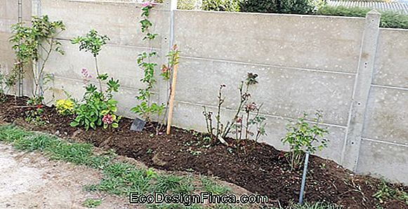 Décorez Votre Mur De Maison Avec Des Plantes Grimpantes Et Des Arbustes