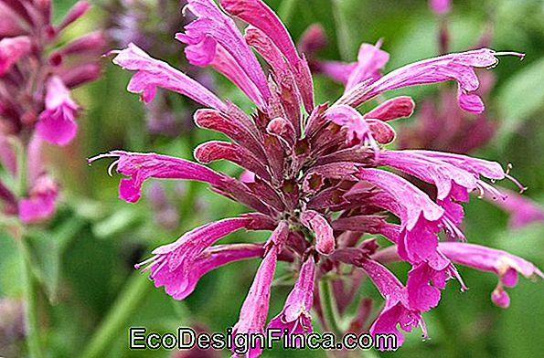 Comment Planter Agastache