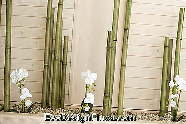 Comment Planter Du Bambou