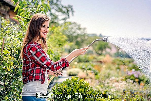 Comment Économiser De L'Eau Dans Le Jardin 🏡 Jardinage