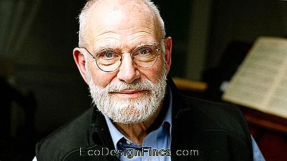 Oliver Sacks Et Les Fougères