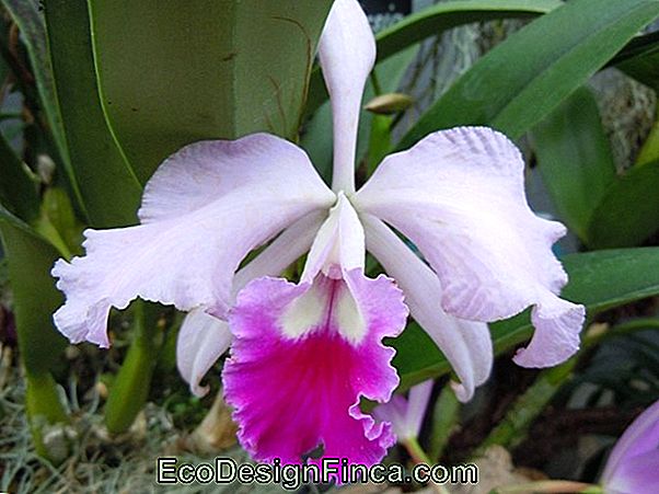 Orchidées Hybrides