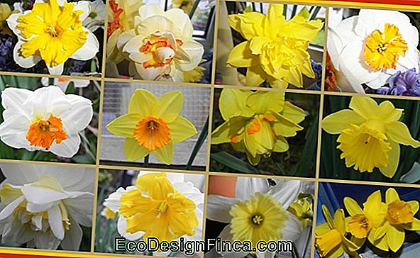 Fleurs: 101 Sortes De Fleurs Et Espèces Pour Colorer Votre Jardin - #2