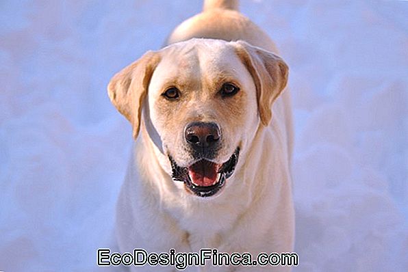 Le Retriever Du Labrador