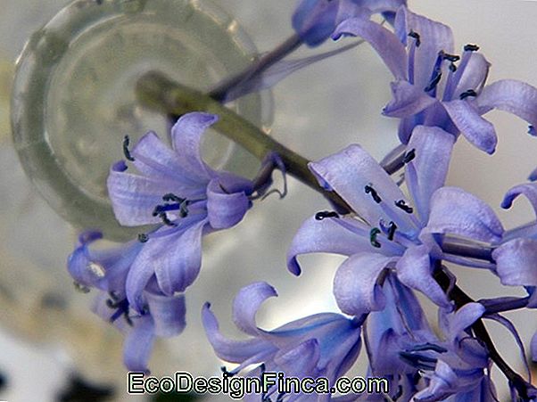 Fleurs Bleues Pour Jardiniers Et Parterres De Fleurs