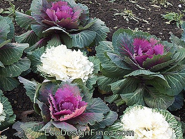 Chou Décoratif (Brassica Oleracea L. Var. Acephala)