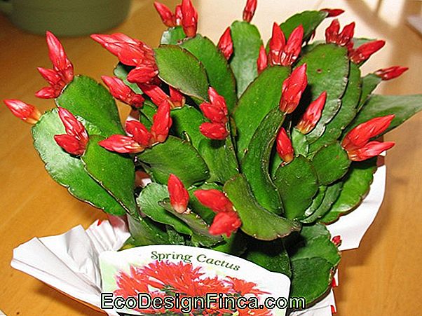 Fleur Cactus Mai (Schlumbergera Truncata)