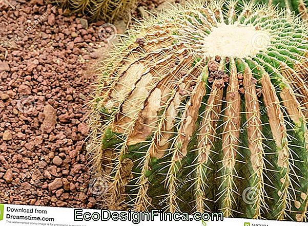 Pierre De Cactus (Astrophytum Ornatum)