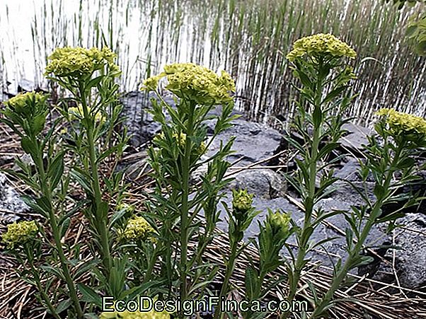 Lustre (Euphorbia Trigona)