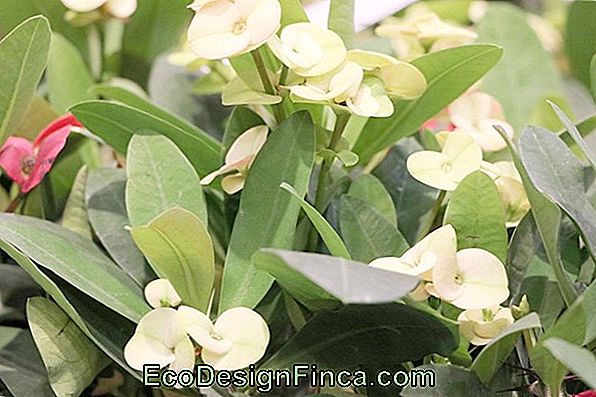 Couronne Du Christ (Euphorbia Milii)