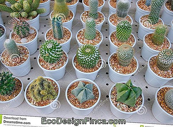 Les Différents Types De Cactus
