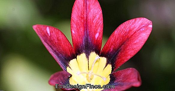 Arlequin Fleur (Sparaxis Tricolor)