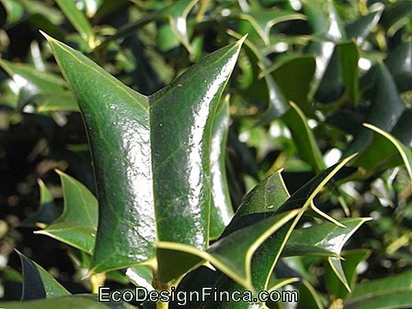 Houx (Ilex Cornuta)