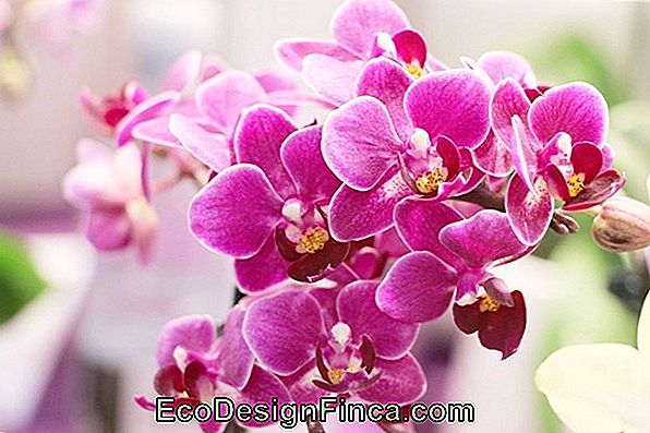 Phalenopsis Orchid (Phalenopsis)