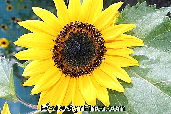 Tournesol (Helianthus Anuus L.)