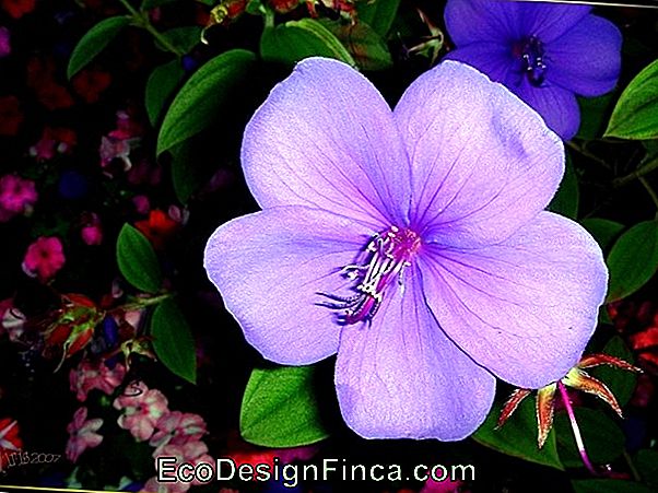 Tibuchina Des Fleurs Violettes (Tibouchina Urvilleana)