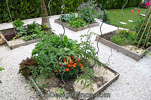 Quelles Plantes Vivent Ensemble Dans Un Potager 🏡 Jardinage
