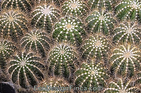 Come Prendersi Cura Di Cactus: Suggerimenti Completi Per La Semina E Il Mantenimento