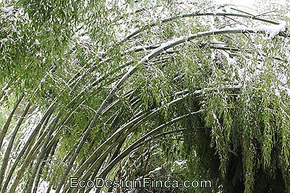 Bamboo Garden: Tipi Principali, Come Prendersi Cura E Suggerimenti Artigianali