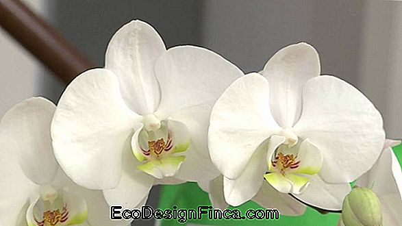 I Segreti E I Trucchi Dell'Orchidea Salutare